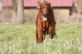 SETTER IRLANDAIS 270